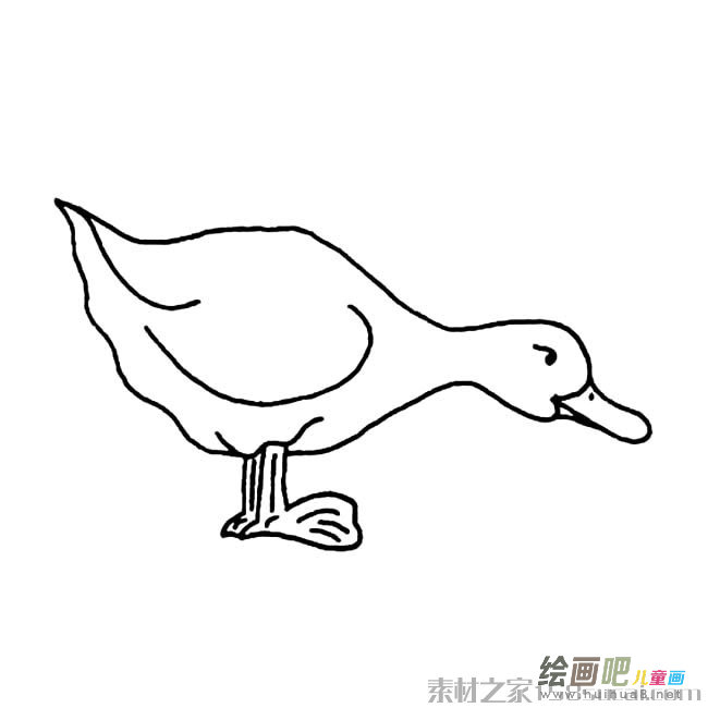 家禽鸭子简笔画图片