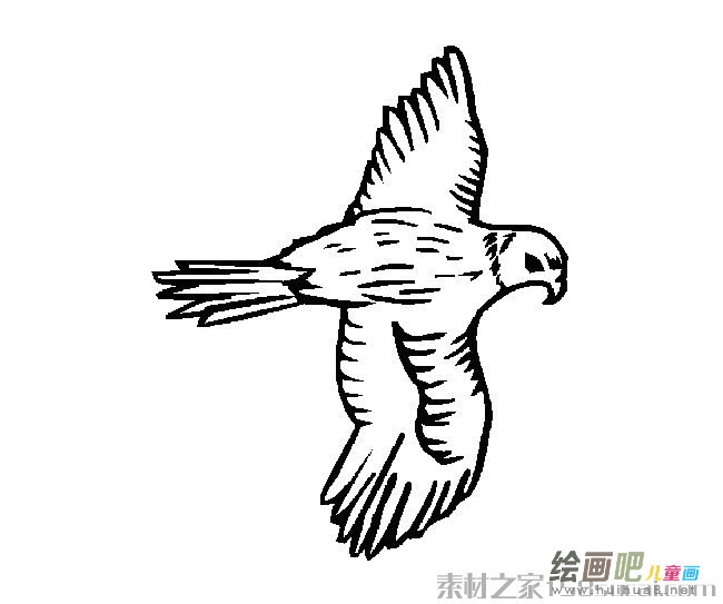 老鹰展翅简笔画图片