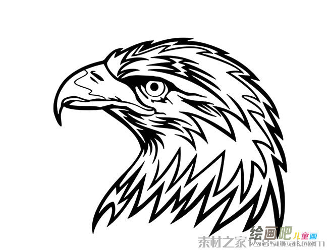 老鹰头像简笔画图片