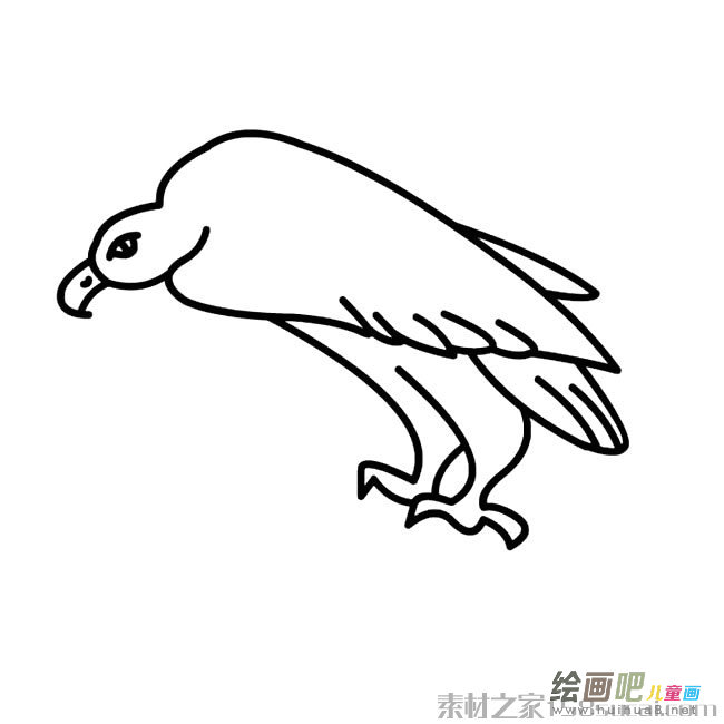 秃鹰简笔画图片