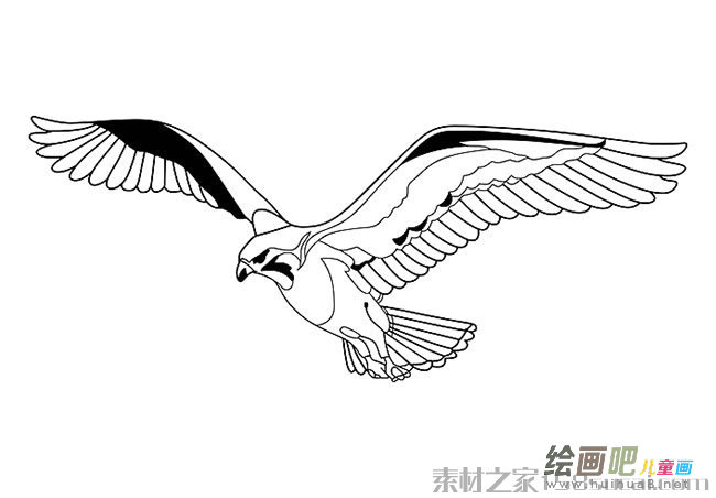 老鹰展翅简笔画图片
