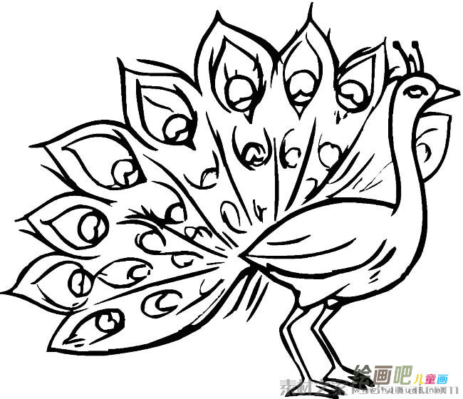 开屏的孔雀简笔画图片