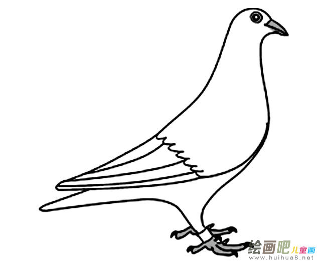 和平鸽简笔画图片