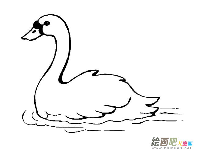 游泳的白天鹅简笔画图片