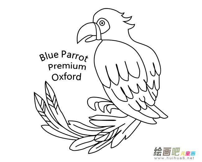 鹦鹉简笔画图片