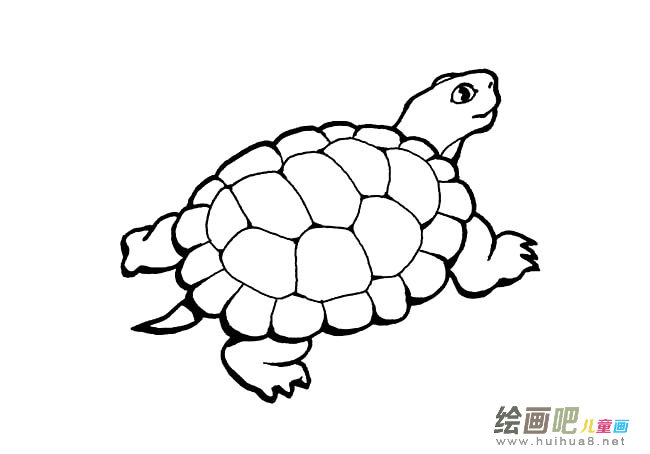 草龟简笔画图片