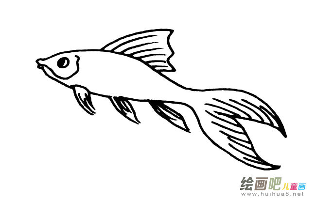 锦鲤鱼简笔画图片