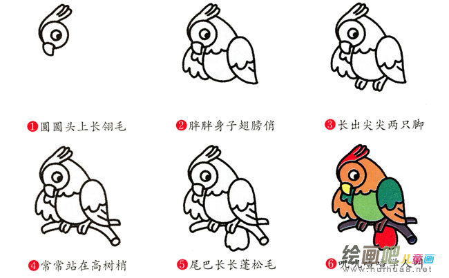 鹦鹉动物简笔画步骤图片大全