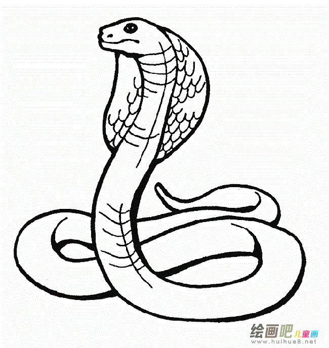 眼镜蛇动物简笔画步骤图片大全