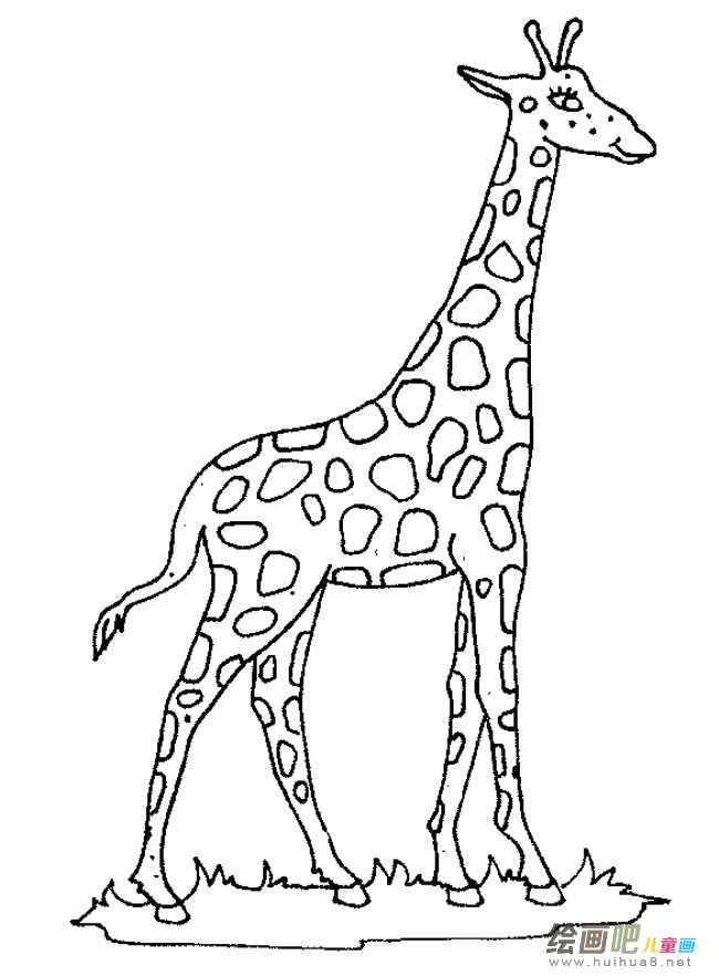 长颈鹿动物简笔画步骤图片大全