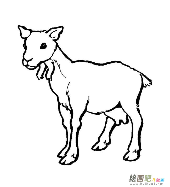 山羊动物简笔画步骤图片大全二