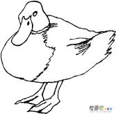 /jianbihua/dongwujianbi/31658.html