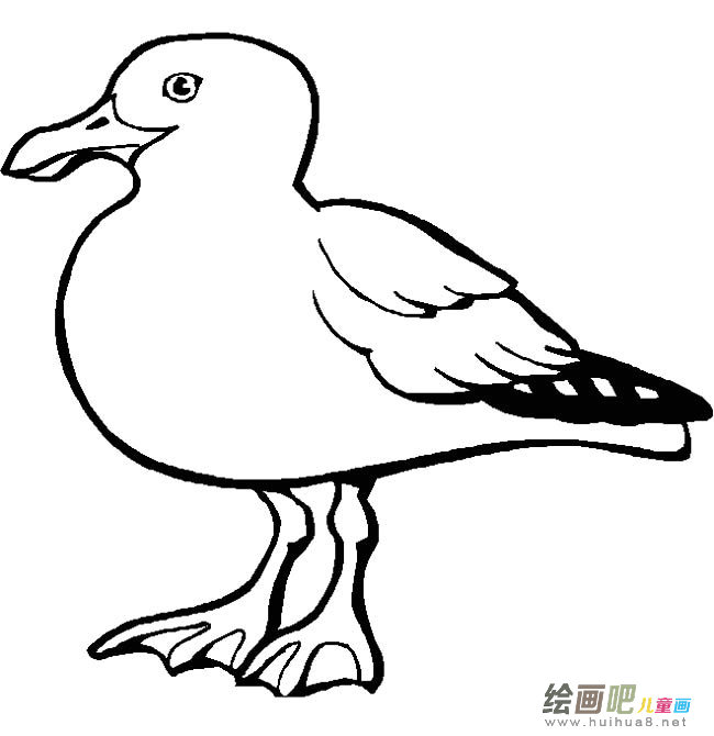 海鸥动物简笔画步骤图片大全