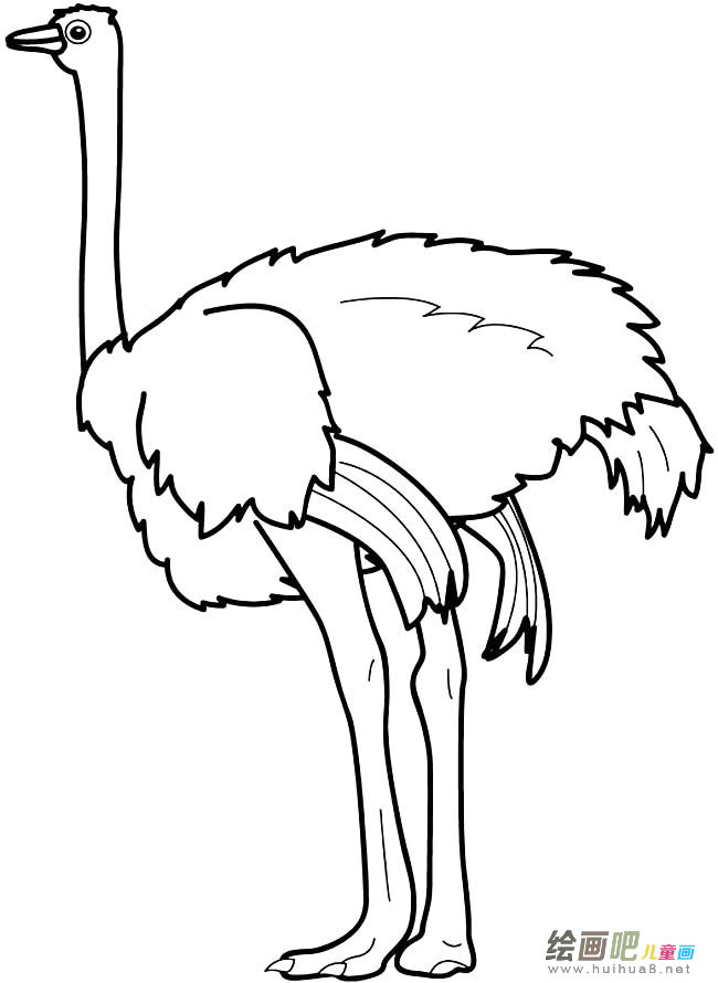 鸵鸟动物简笔画步骤图片大全