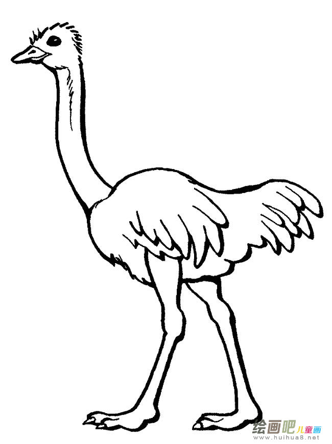 鸵鸟动物简笔画步骤图片大全