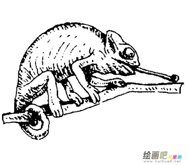 变色龙动物简笔画步骤图片大全