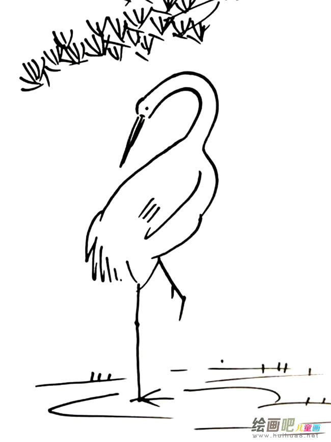 丹顶鹤动物简笔画步骤图片大全