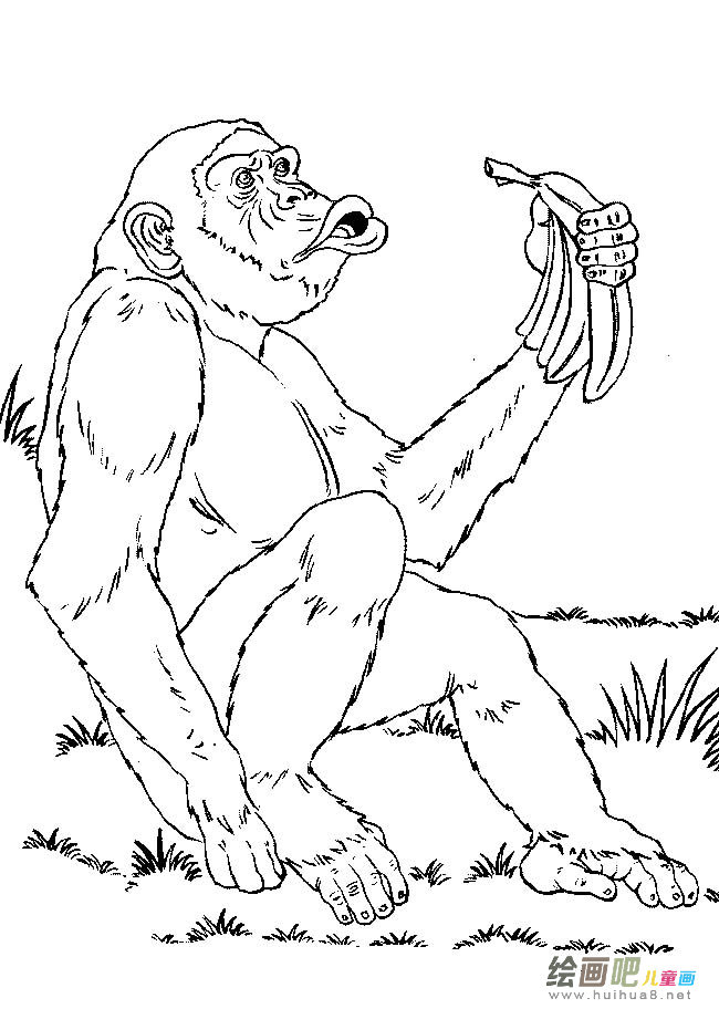 猴子动物简笔画步骤图片大全