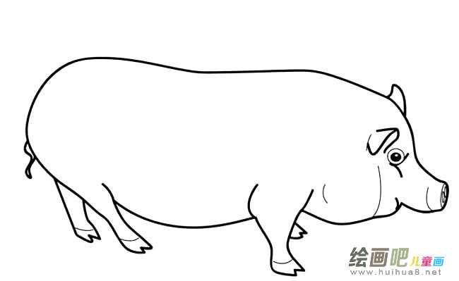 大肥猪动物简笔画步骤图片大全