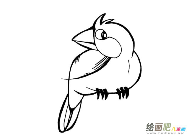 鹦鹉动物简笔画步骤图片大全三