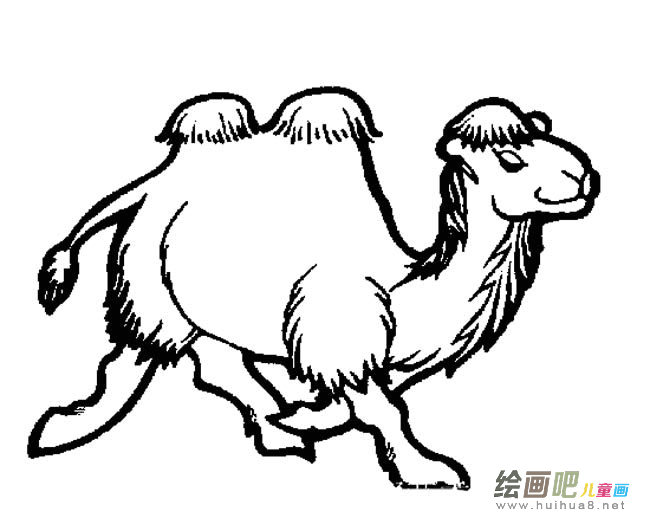双峰骆驼动物简笔画步骤图片大全