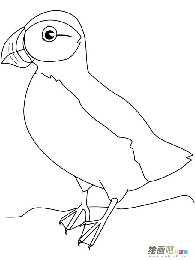 海雀动物简笔画步骤图片大全