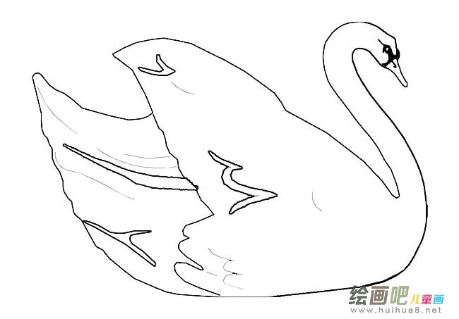 白天鹅动物简笔画步骤图片大全