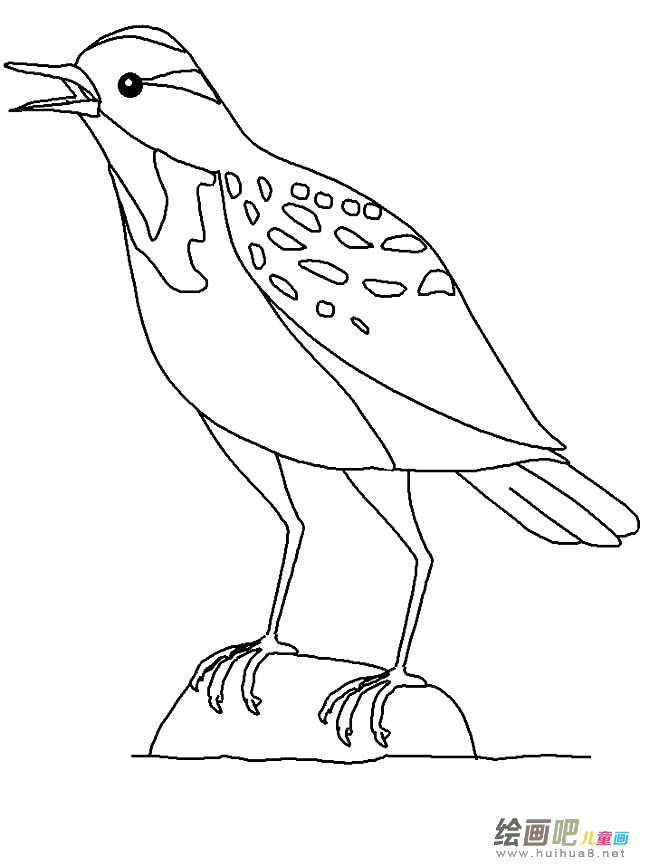 云雀小鸟动物简笔画步骤图片大全