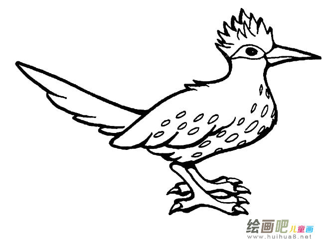 走鹃动物简笔画步骤图片大全