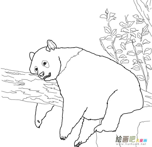 躺在树上的熊猫