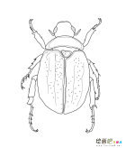 /jianbihua/dongwujianbi/27630.html