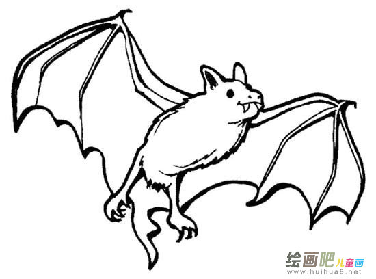 蝙蝠简笔画大全图片