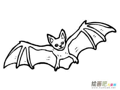 动物蝙蝠的简笔画