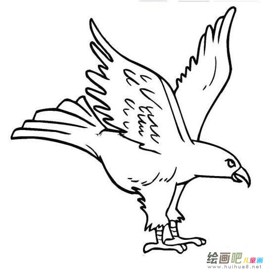 幼儿老鹰简笔画图片大全