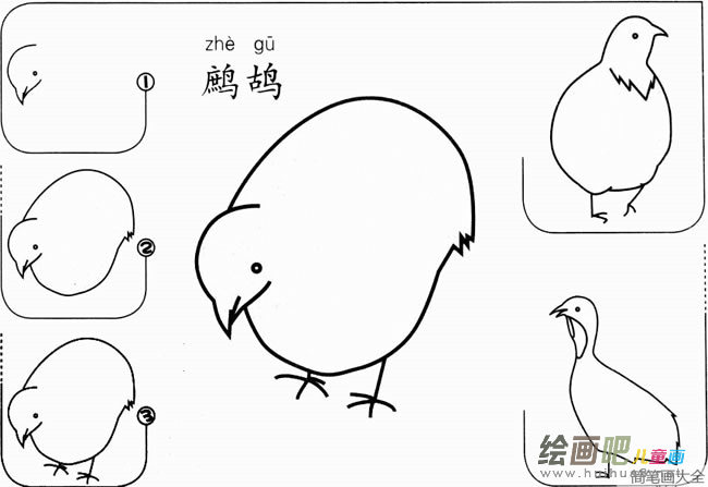 【鹧鸪怎么画】幼儿鹧鸪怎么画的画法步骤图