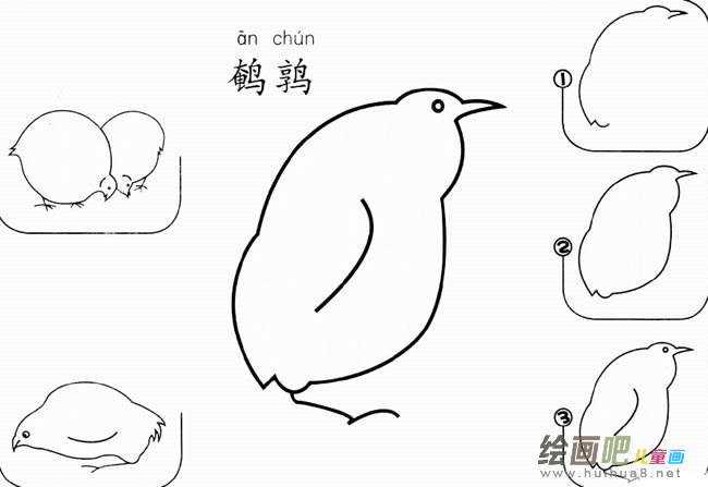 鹌鹑怎么画简笔画图片 鹌鹑的画法步骤图教程