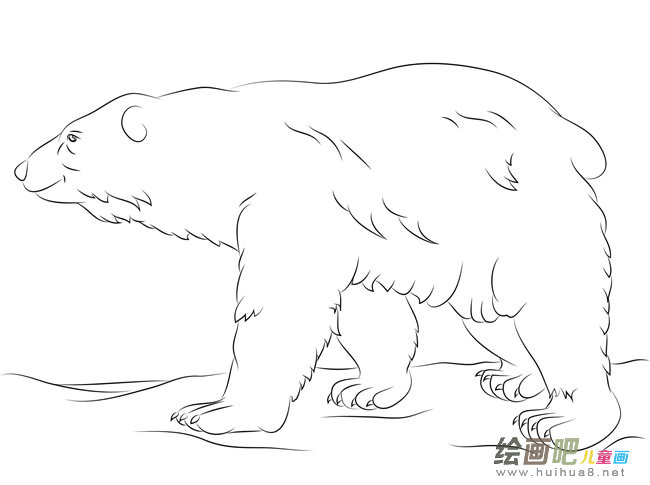 北极熊有厚厚的皮毛