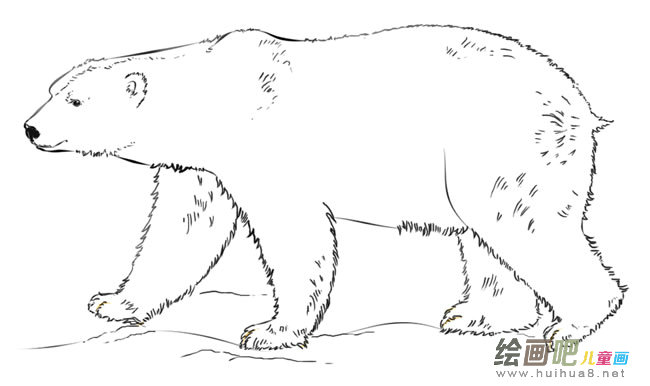 学画北极熊简笔画