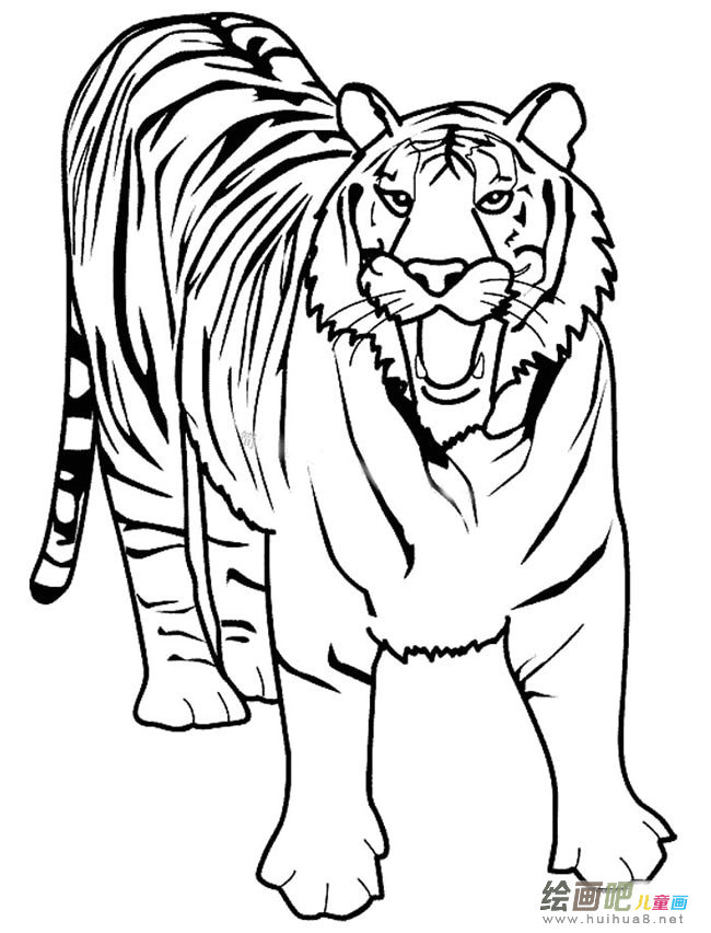 咆哮的老虎简笔画图片