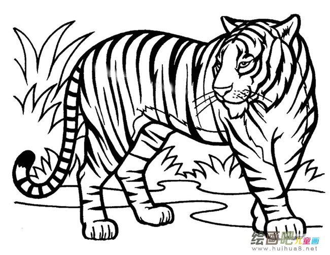 森林里的老虎简笔画图片