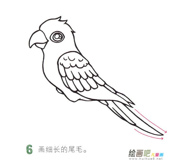 鹦鹉简笔画彩色图片大全