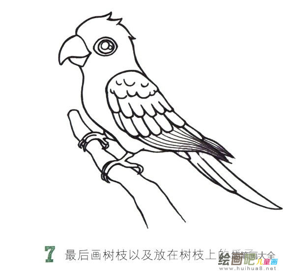 鹦鹉简笔画彩色图片大全