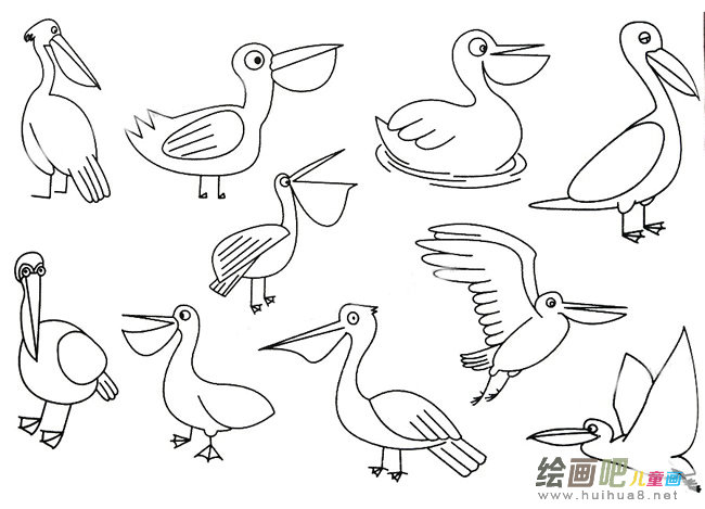 鹈鹕简笔画大全