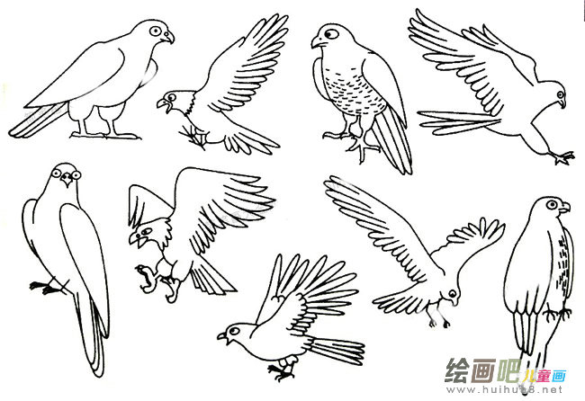 鹰简笔画大全