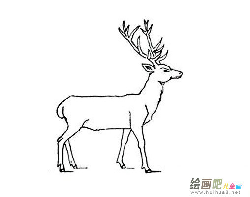 马鹿简笔画图片