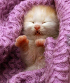 /heibanbao/qita/20190108/2893.html