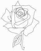 简笔画花：玫瑰花
