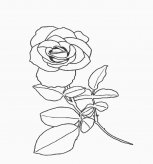 简笔画花：小花蕾的画法
