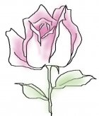 简笔画花：花蒂的结构与画法