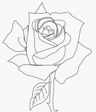 简笔画花：盛开花朵画法